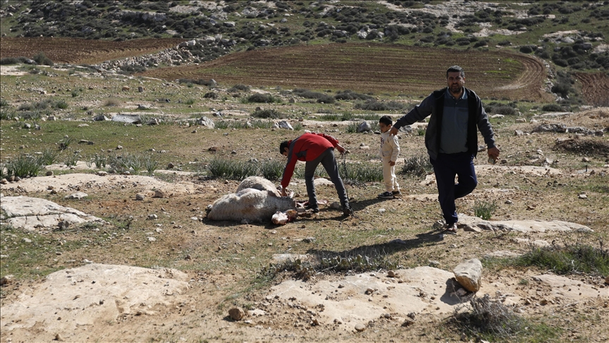 İsrailliler Batı Şeria’da Filistinlilerin çiftliğine saldırarak 150 koyun çaldı